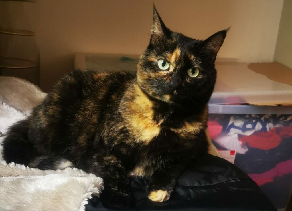 Chat : guide du voyageur à 4 pattes