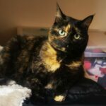 Chat : guide du voyageur à 4 pattes